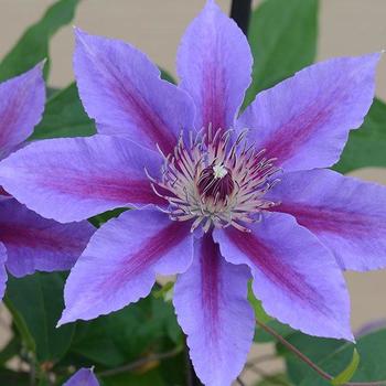 Clematis 'Ines™' 