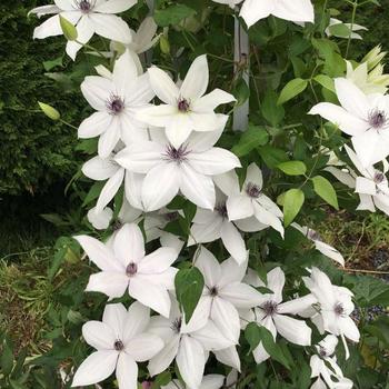 Clematis 'Tsukiko™' (306527)