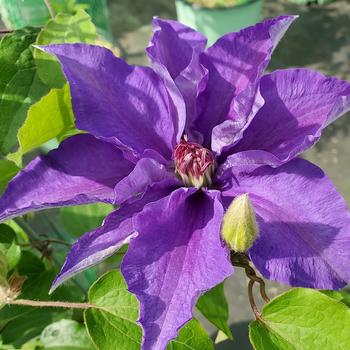Clematis 'Lindsay™' 