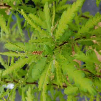 Comptonia peregrina 'Blue Sea' 