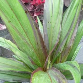 Cordyline 'Peles Smoke' 