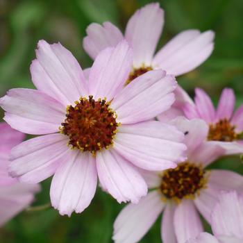 Coreopsis Permathread™ 'Blushing Pink'