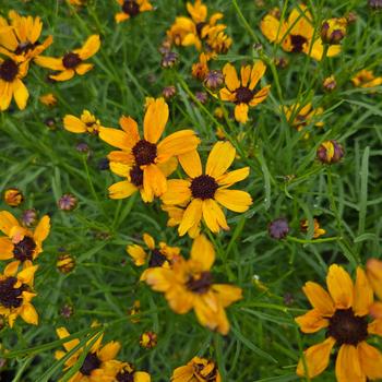 Coreopsis Permathread™ 'Butter Rum' (306537)