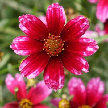 Coreopsis verticillata 'Cherry Blast' 