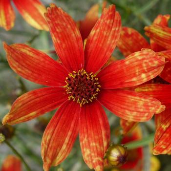 Coreopsis verticillata 'Glowing Embers' 