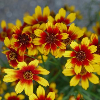 Coreopsis 'Red Tapestry' 