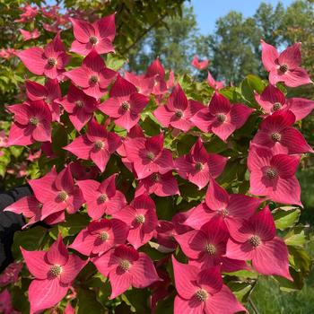 Cornus kousa 'Eternal Scarlet' PPAF