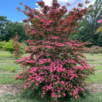 Cornus kousa 'Eternal Scarlet' (306546)
