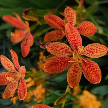 Crocosmia x crocosmiiflora 'Abundant Joy' 