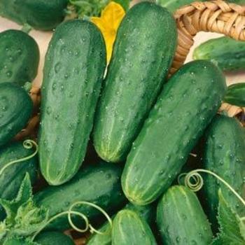 Cucumis sativus 'Homemade Pickles' 