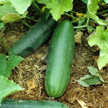 Cucumis 'Garden Sweet Burpless' 