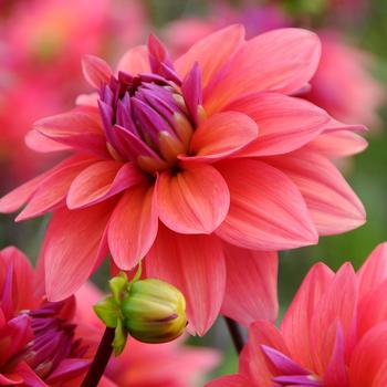 Dahlia 'American Dawn' 