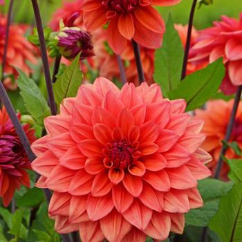 Dahlia 'American Dawn' (306559)
