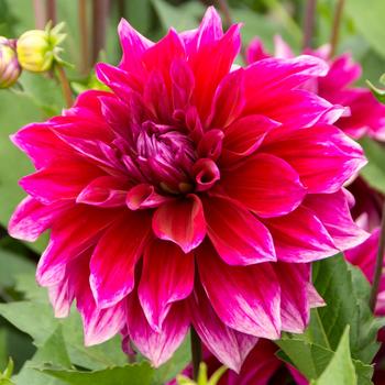 Dahlia 'Babylon Purple' 