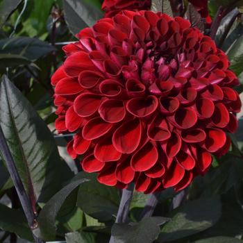 Dahlia 'Baccara' 