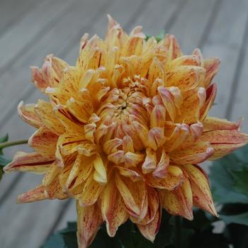 Dahlia 'Cambridge' 
