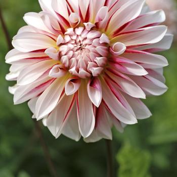 Dahlia 'Caribbean Fantasy' 