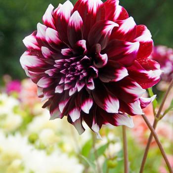 Dahlia 'Contraste' 