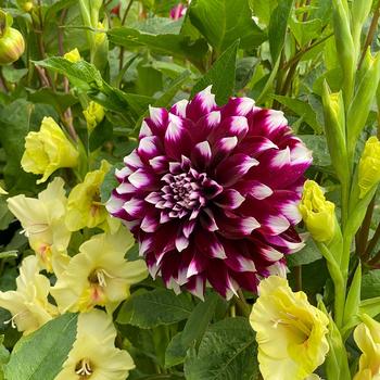 Dahlia 'Contraste' (306565)