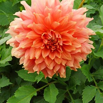 Dahlia 'Fairway Spur' 