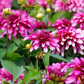 Dahlia 'Gallery Art Nouveau' 