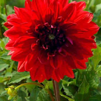 Dahlia 'Garden Wonder' 