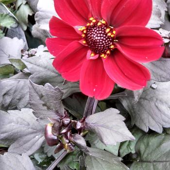 Dahlia 'Happy Single Romeo' 