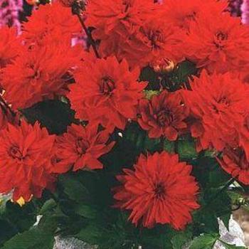 Dahlia 'Heatwave' 