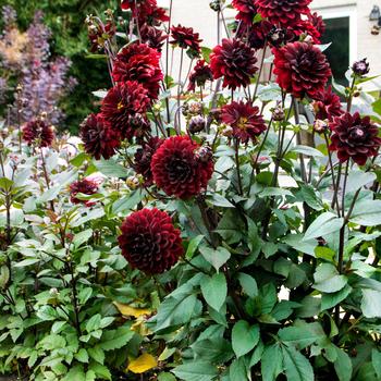 Dahlia 'Karma Choc' PP18422