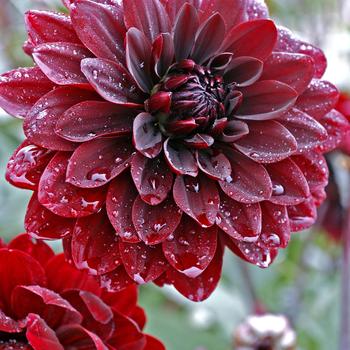 Dahlia 'Karma Choc' (306573)