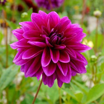 Dahlia 'La Baron' 
