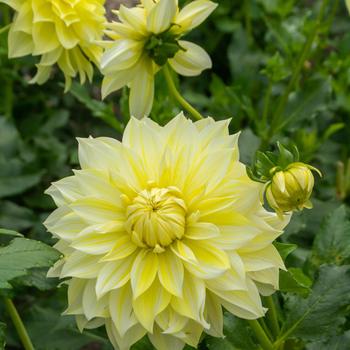 Dahlia 'La Luna' 