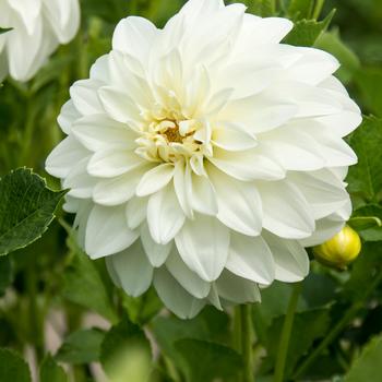 Dahlia 'Lady Liberty' 