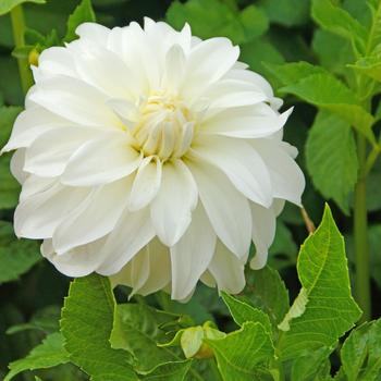 Dahlia 'Lady Liberty' (306577)