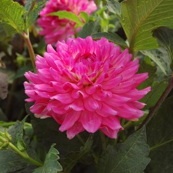 Dahlia 'Melody Lizza' 