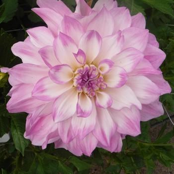 Dahlia ''Mikayla Miranda'' 