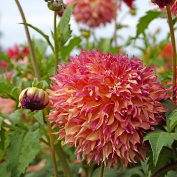 Dahlia 'Myrtle's Folly' 