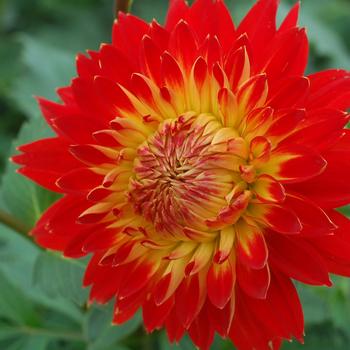 Dahlia 'Procyon' 