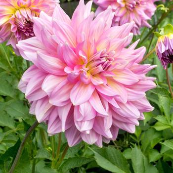 Dahlia 'Strawberry Ice' Annual