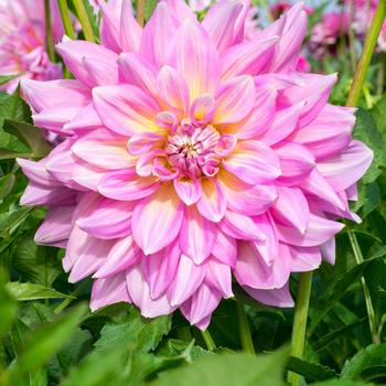 Dahlia 'Strawberry Ice' (306585)