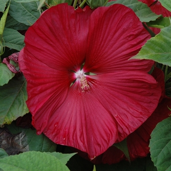 Hibiscus moscheutos 'Ambizu' PP29263P2