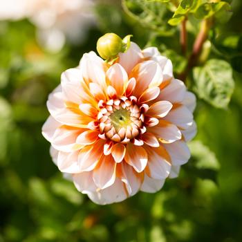 Dahlia 'Tangerine Dream' 