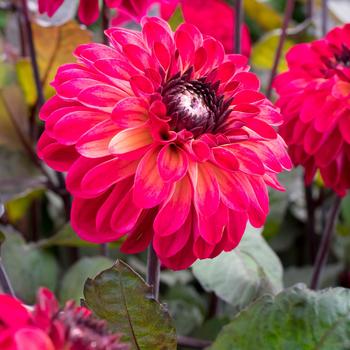 Dahlia 'Tirza' 