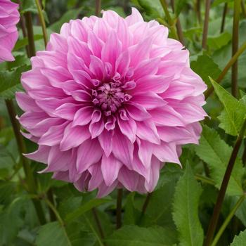 Dahlia 'Vassio Meggos' (306592)