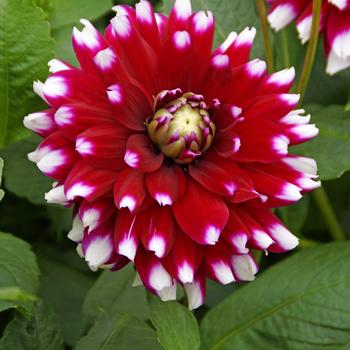 Dahlia 'Verdi Glory' 