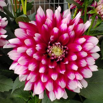 Dahlia 'Verdi Glory' (306594)