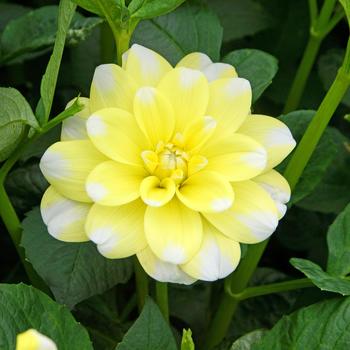 Dahlia 'Yellow Perception' 