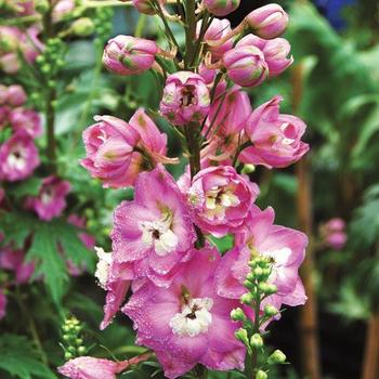 Delphinium 'Centurion Rose Shades'
