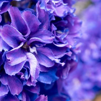 Delphinium 'Laser Beam™' (306603)