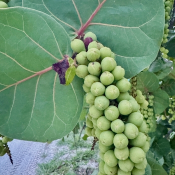 Coccoloba uvifera